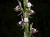 Prasophyllum australe - Austral Leek Orchid.jpg